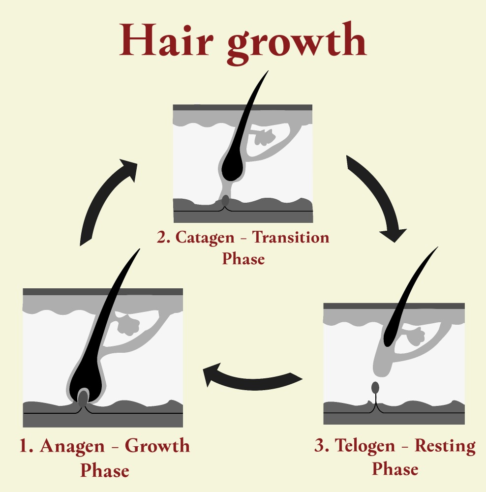 telogen effluvium - Crown Hair Transplant